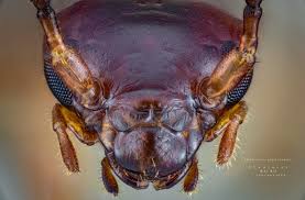 Attēlu rezultāti vaicājumam “Forficula auricularia male”