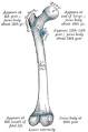 Bones