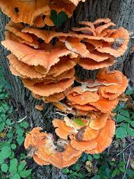Attēlu rezultāti vaicājumam “Laetiporus sulphureus”
