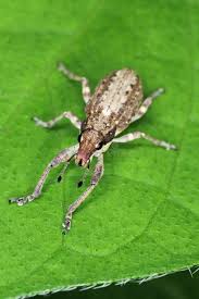 Attēlu rezultāti vaicājumam “Sitona sp.”