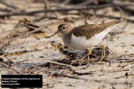Attēlu rezultāti vaicājumam “Actitis hypoleucos”