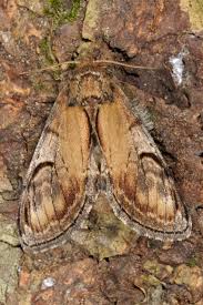 Attēlu rezultāti vaicājumam “Notodonta ziczac”