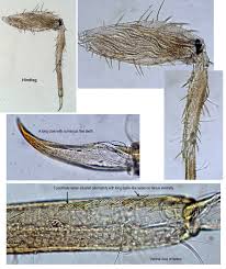 Attēlu rezultāti vaicājumam “Lycogala convexum sessile”