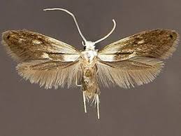 Attēlu rezultāti vaicājumam “Tineidae”