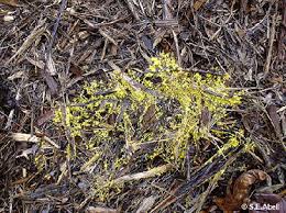 Attēlu rezultāti vaicājumam “Fuligo laevis”