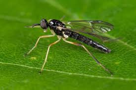 Attēlu rezultāti vaicājumam “Xylophagidae”