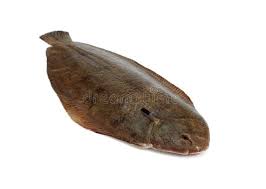 Image result for Solea solea