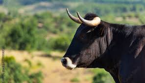 Attēlu rezultāti vaicājumam “Bos primigenius taurus”