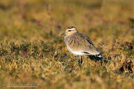 Image result for Vanellus gregarius