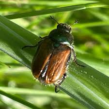 Attēlu rezultāti vaicājumam “Phyllopertha horticola”