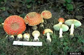 Attēlu rezultāti vaicājumam “Amanita muscaria”
