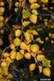 Attēlu rezultāti vaicājumam “Betula pubescens leaf”