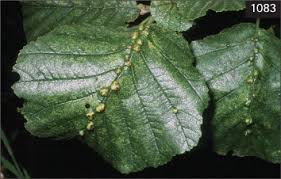 Attēlu rezultāti vaicājumam “Eriophyes padi”