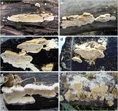 Attēlu rezultāti vaicājumam “Antrodia macra”