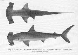 Image result for Sphyrna zygaena