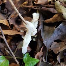 Attēlu rezultāti vaicājumam “Sebacina incrustans”