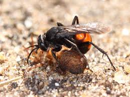 Attēlu rezultāti vaicājumam “Pompilidae”