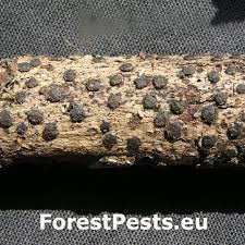 Attēlu rezultāti vaicājumam “Diatrype disciformis”