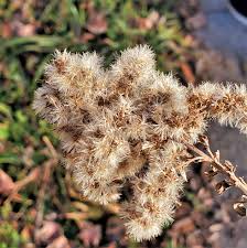 Attēlu rezultāti vaicājumam “Solidago canadensis fruit”