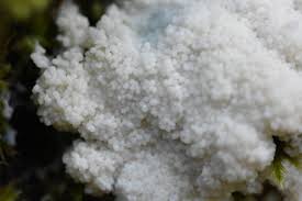 Attēlu rezultāti vaicājumam “Brefeldia maxima”