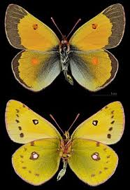 Attēlu rezultāti vaicājumam “Colias croceus underside”