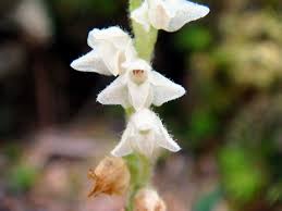 Attēlu rezultāti vaicājumam “Goodyera repens fruit”