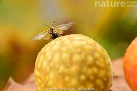 Attēlu rezultāti vaicājumam “Cynips quercusfolii”