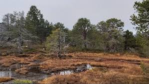 Attēlu rezultāti vaicājumam “Pinus sylvestris var. borussica”