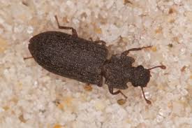 Attēlu rezultāti vaicājumam “Zopheridae”