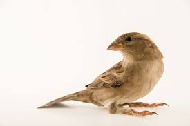 Image result for Passer domesticus