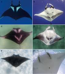 Image result for Mobula birostris