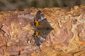 Attēlu rezultāti vaicājumam “Archiearis parthenias”