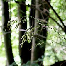 Attēlu rezultāti vaicājumam “Festuca altissima flower”