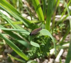 Attēlu rezultāti vaicājumam “Ectobius sylvestris male”