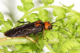 Attēlu rezultāti vaicājumam “Pamphiliidae”