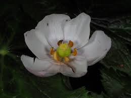 Attēlu rezultāti vaicājumam “Podophyllum hexandrum flower”