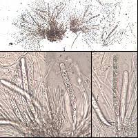 Attēlu rezultāti vaicājumam “Acrocordia gemmata”