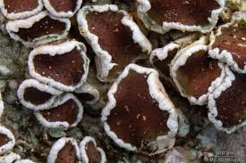 Attēlu rezultāti vaicājumam “Lecanora allophana”