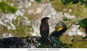 Attēlu rezultāti vaicājumam “Pinicola enucleator adult”