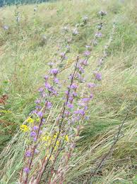 Image result for Campanula moesiaca