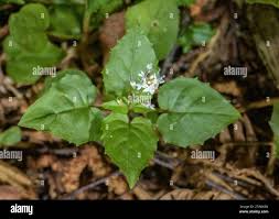Attēlu rezultāti vaicājumam “Circaea alpina flower”