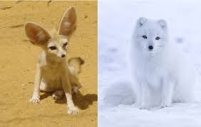 Attēlu rezultāti vaicājumam “Vulpes zerda”