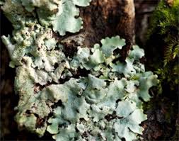 Attēlu rezultāti vaicājumam “Hypotrachyna sp.”