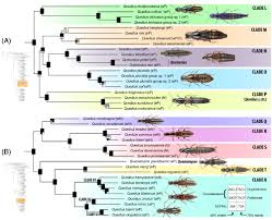 Attēlu rezultāti vaicājumam “Quedius dilatatus”