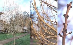 Attēlu rezultāti vaicājumam “Fraxinus excelsior bud”