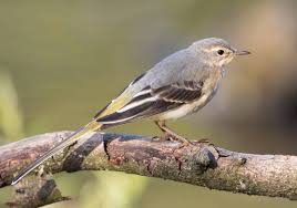 Attēlu rezultāti vaicājumam “Motacilla alba juvenile”