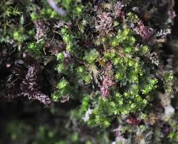 Attēlu rezultāti vaicājumam “Lophozia ventricosa”