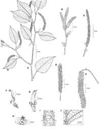 Attēlu rezultāti vaicājumam “Betula humilis male flower”