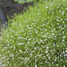 Attēlu rezultāti vaicājumam “Gypsophila muralis”