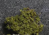 Attēlu rezultāti vaicājumam “Barbula unguiculata”